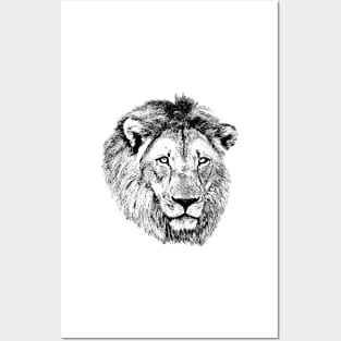 Male Lion Portrait | African Wildlife Posters and Art